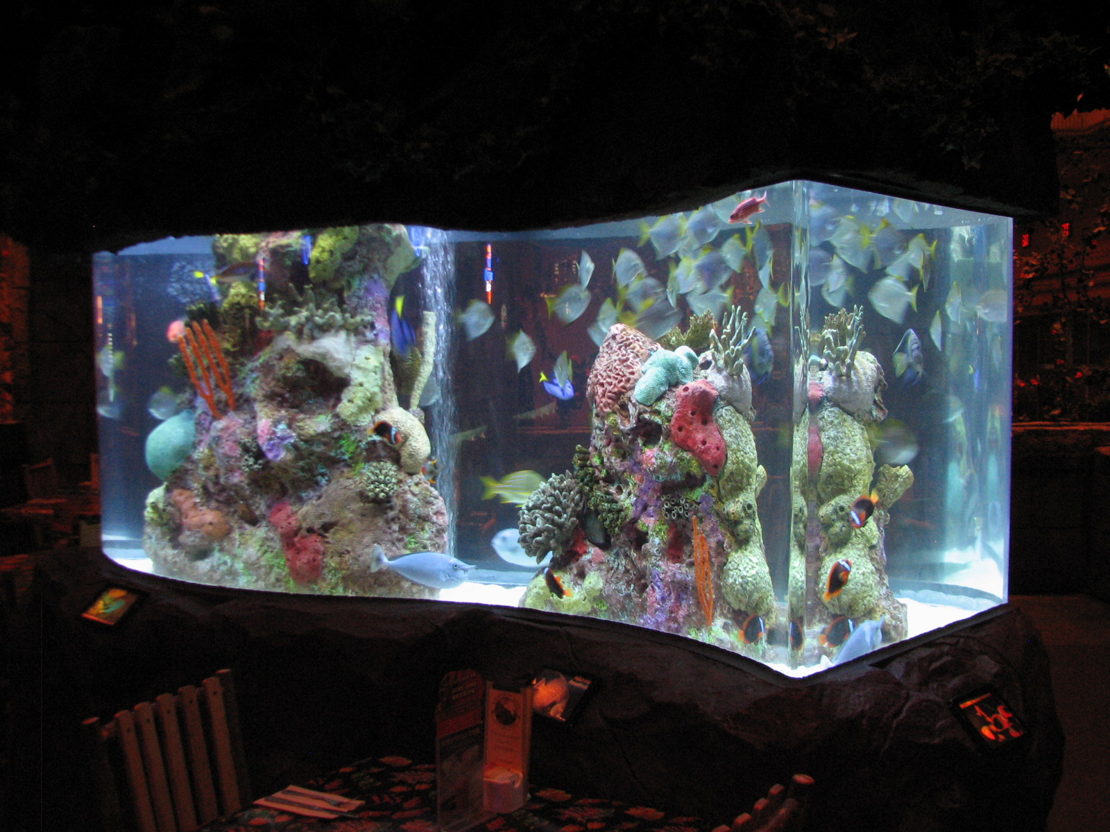 Rainforest Cafe at MGM Grand Hotel Casino in Las Vegas - Downstairs Tank 1