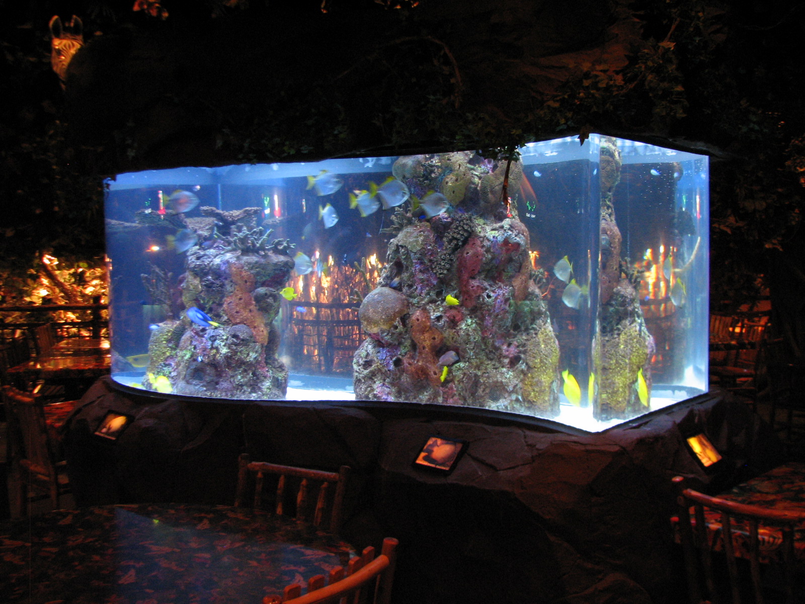 Rainforest Cafe at MGM Grand Hotel Casino in Las Vegas - Upstairs Tank
