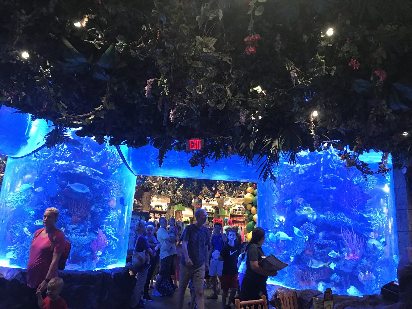 Rainforest Cafe Main Tank, Fish ID