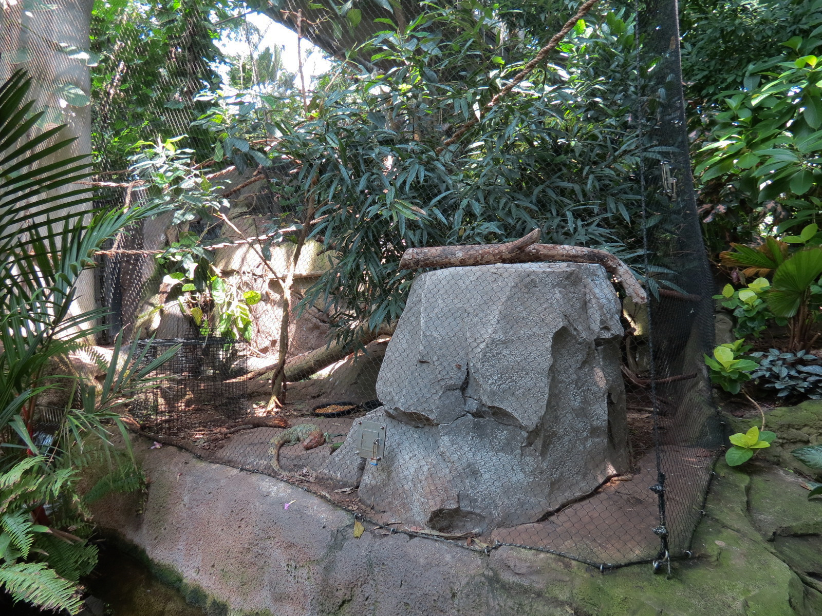 Rainforest - Caiman Lizard Exhibit