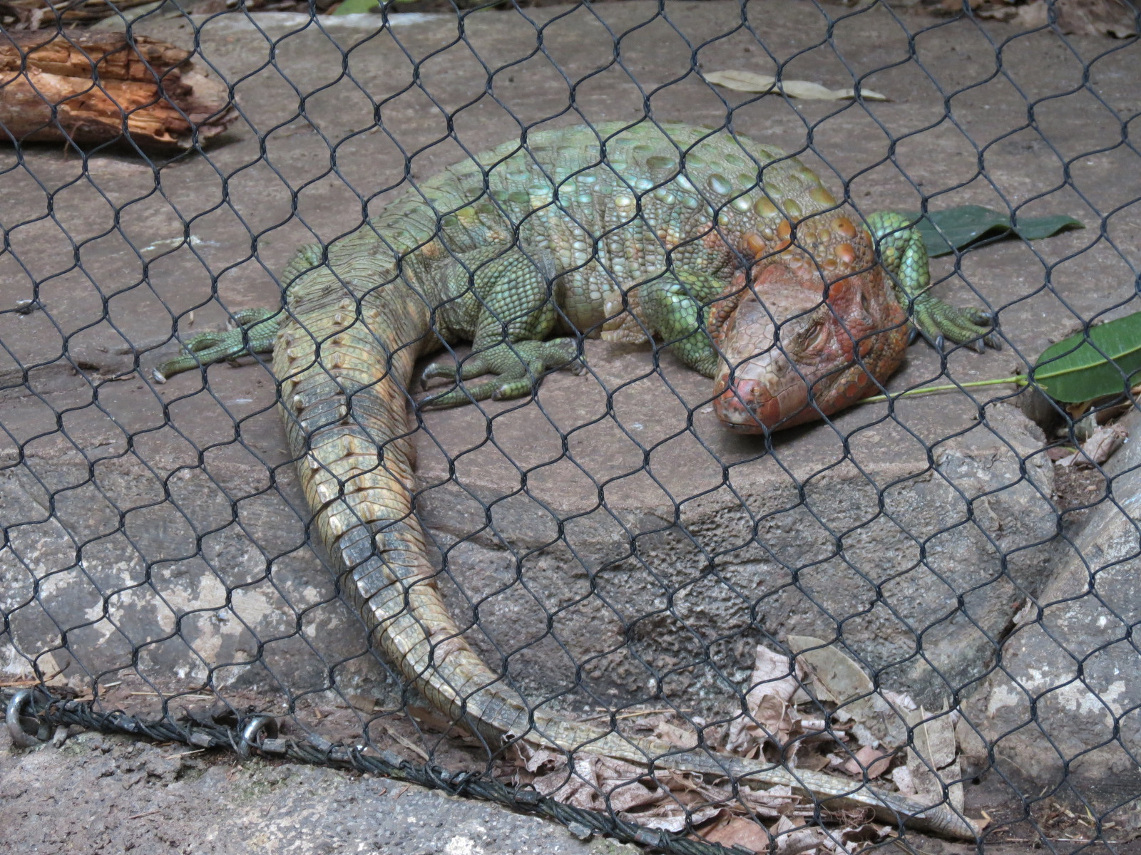 Rainforest - Caiman Lizard Exhibit