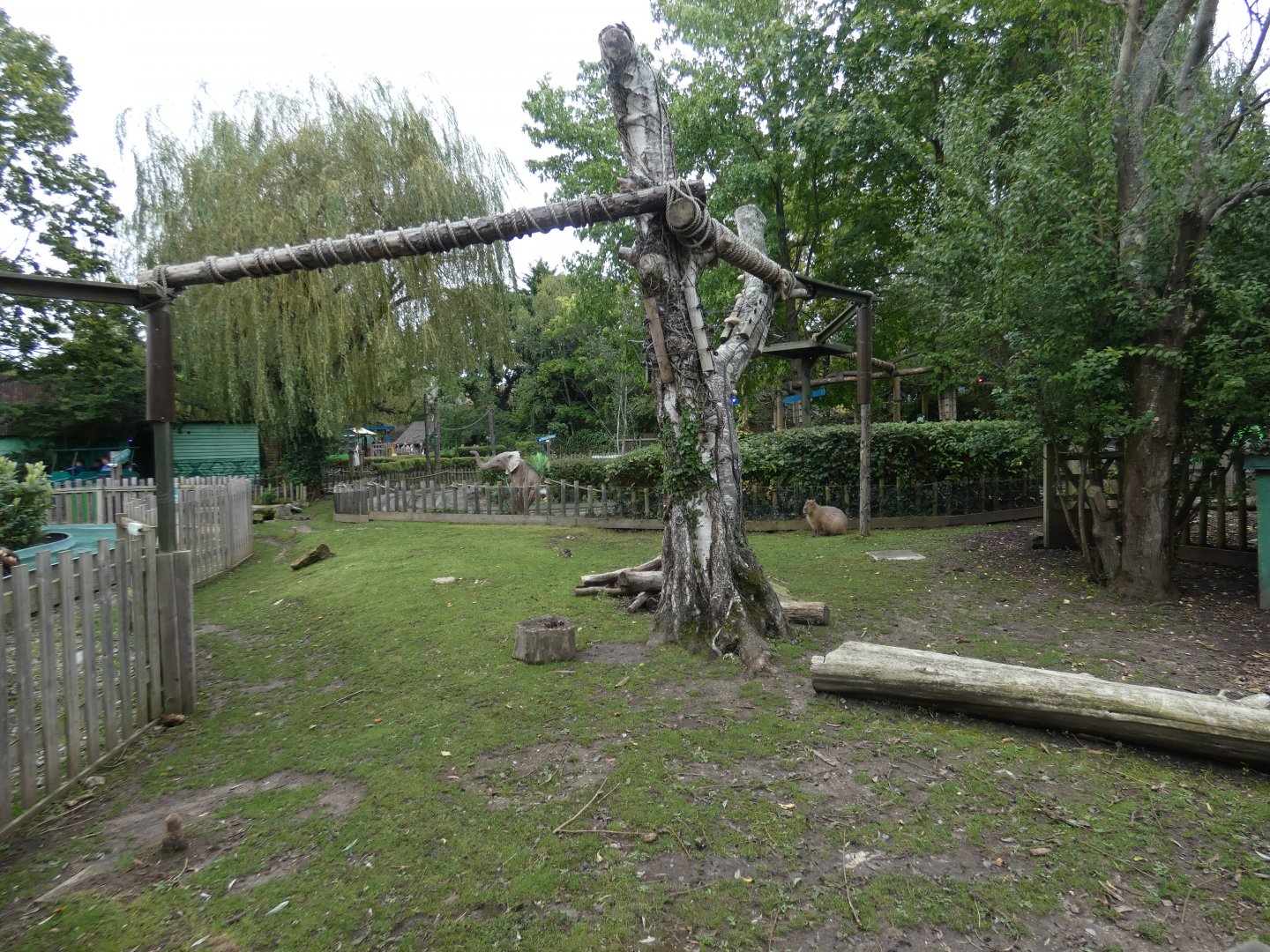 Rainforest: Capybara and African spurred tortoise enclosure