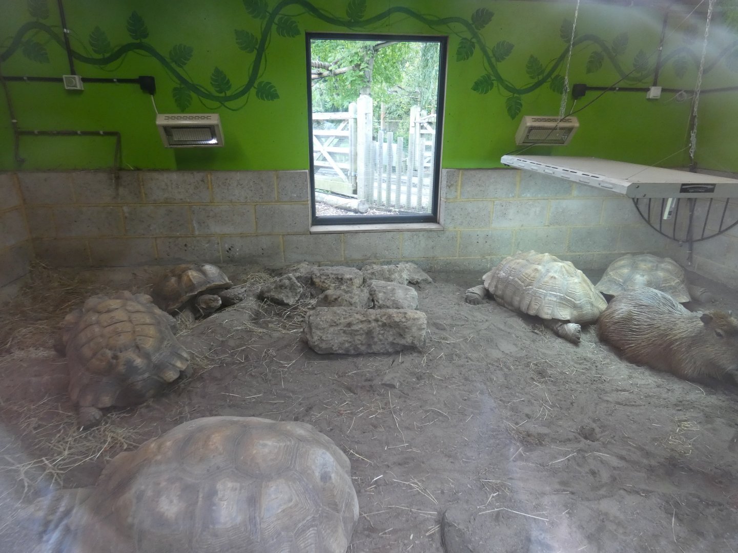 Rainforest: Capybara and African spurred tortoise enclosure