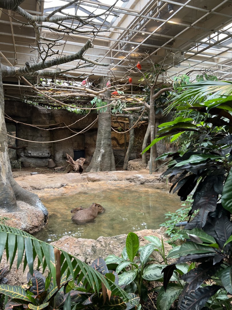 Rainforest- Capybara and Ibis