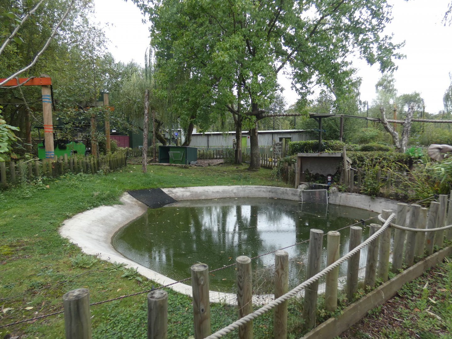 Rainforest: Capybara enclosure