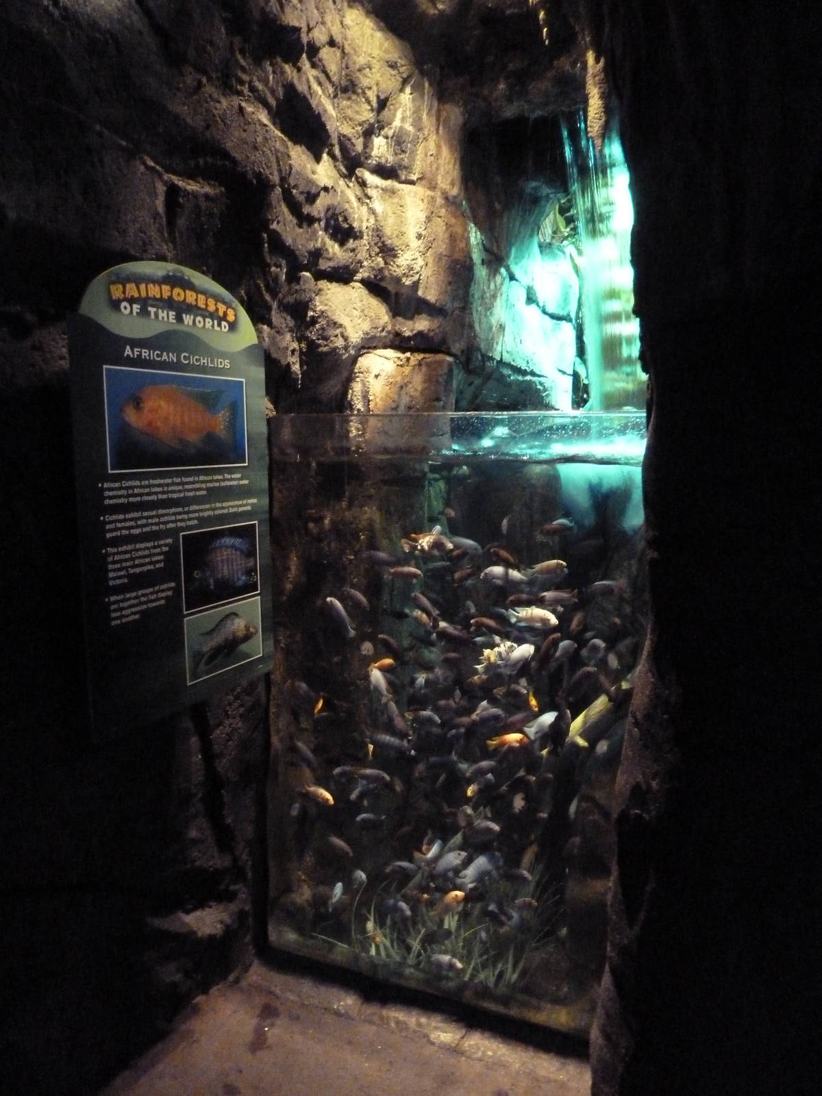 Rainforest - Cichlid Exhibit