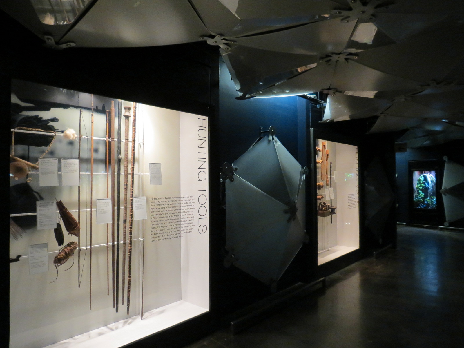 Rainforest - Cloud Forest - Hunting Display