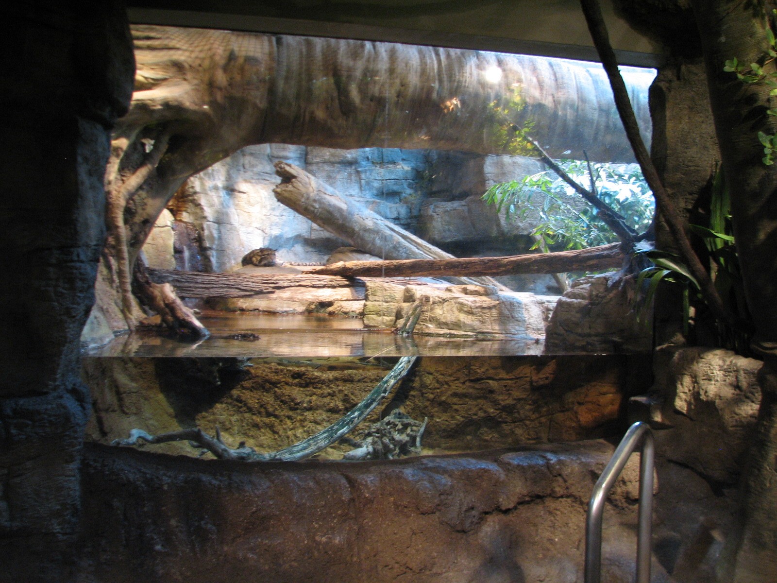 Rainforest - Clouded Leopard Exhibit