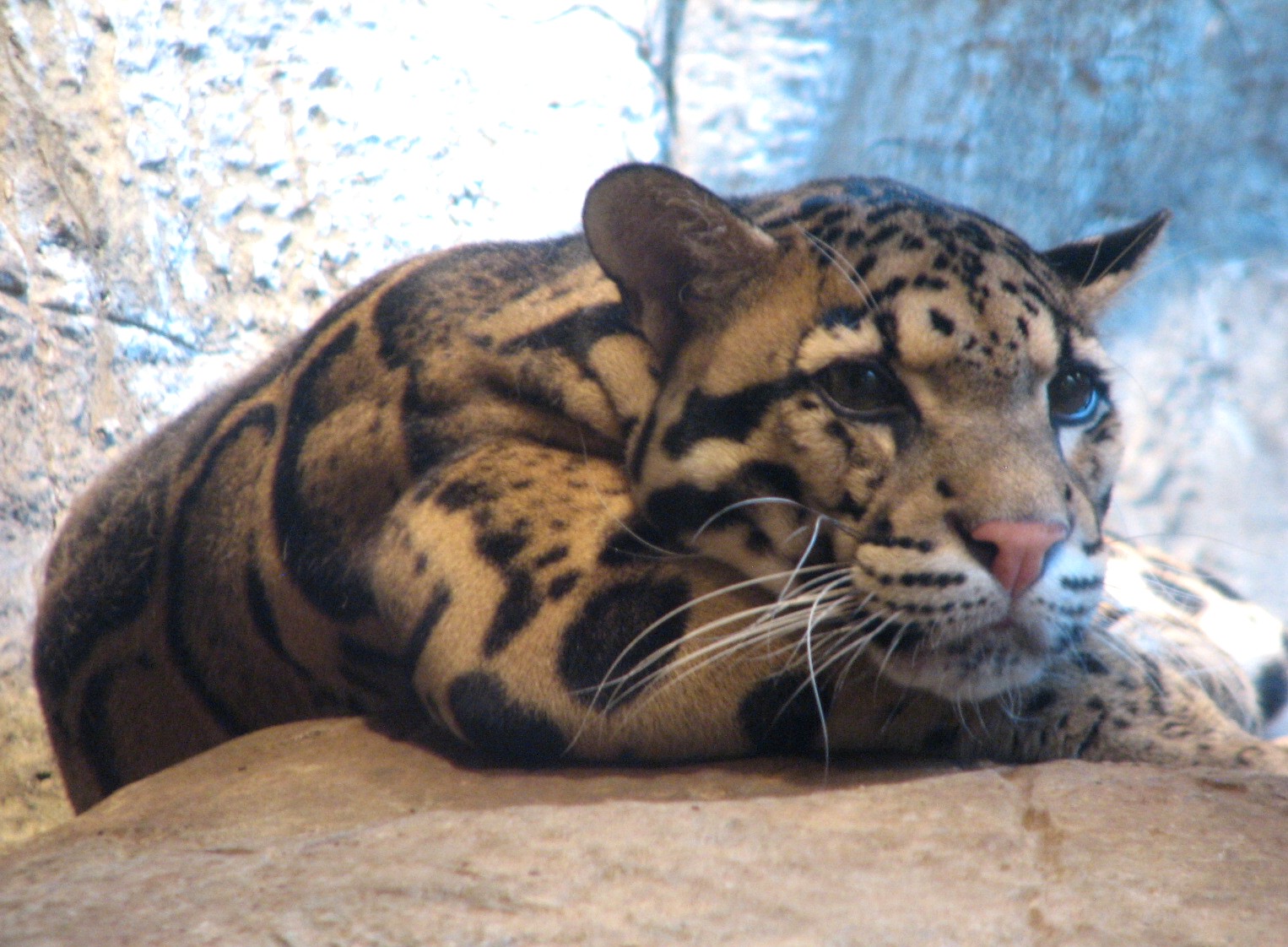 Rainforest - Clouded Leopard