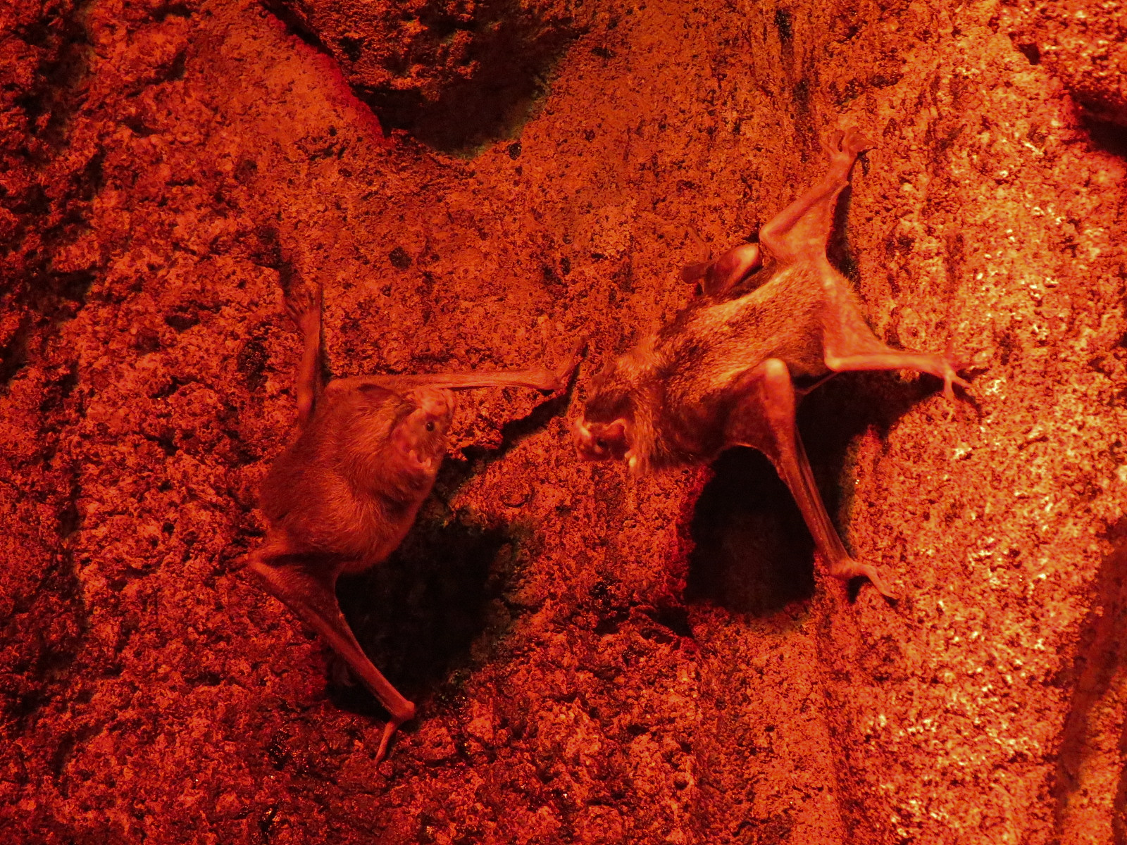 Rainforest - Common Vampire Bat Exhibit