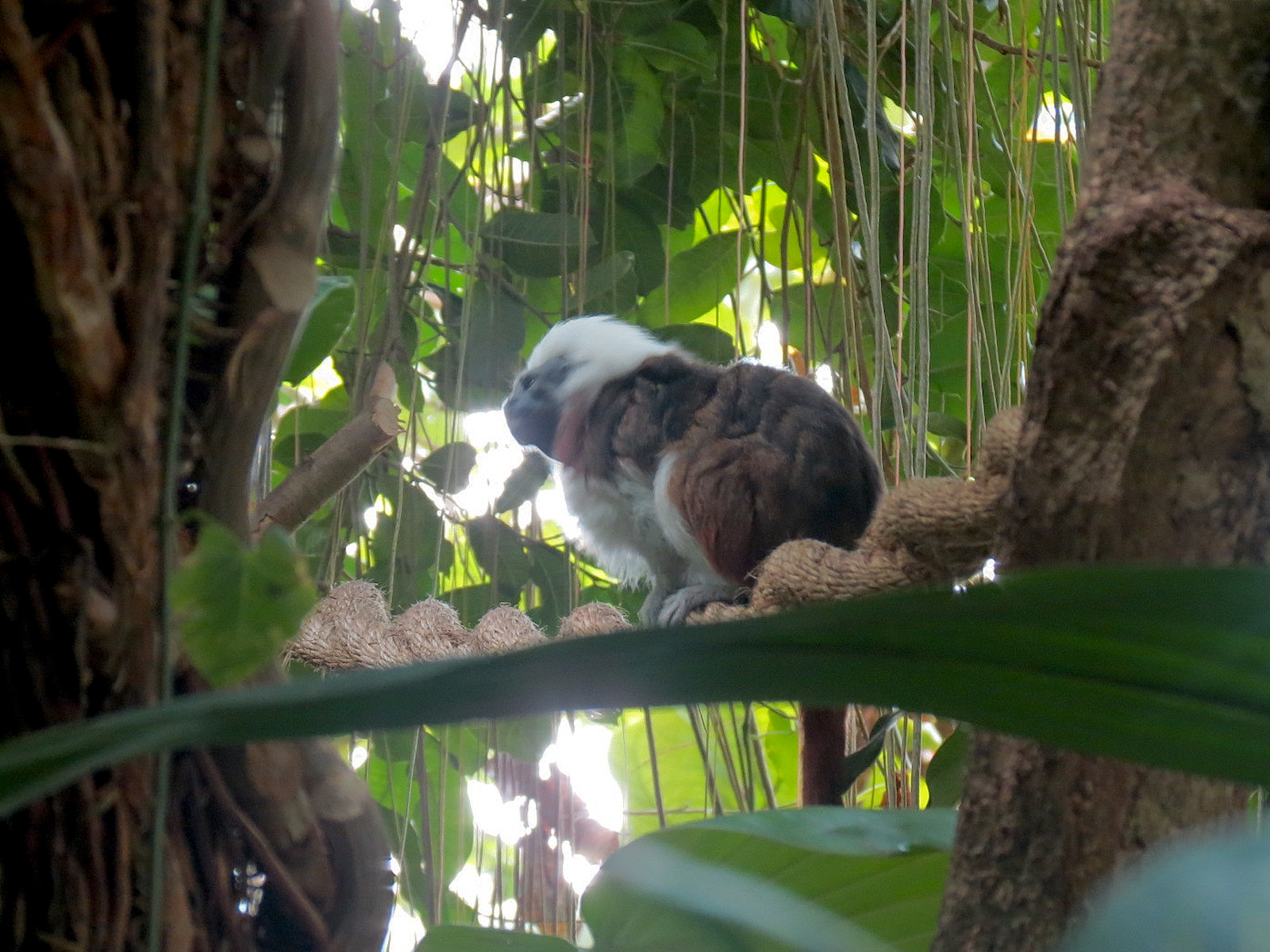 Rainforest - Cotton-top Tamarin (Free Roaming)