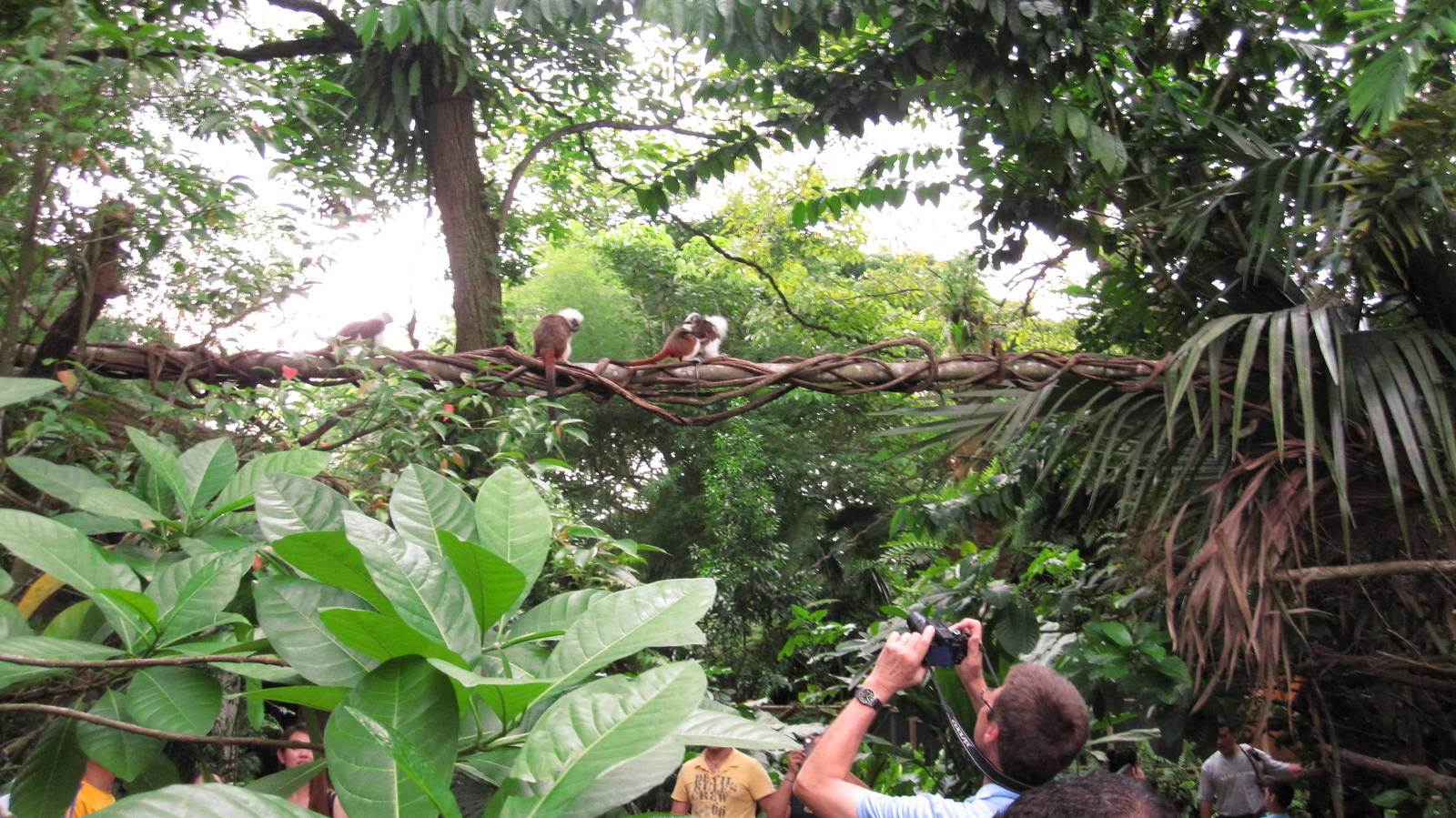 Rainforest Courtyard