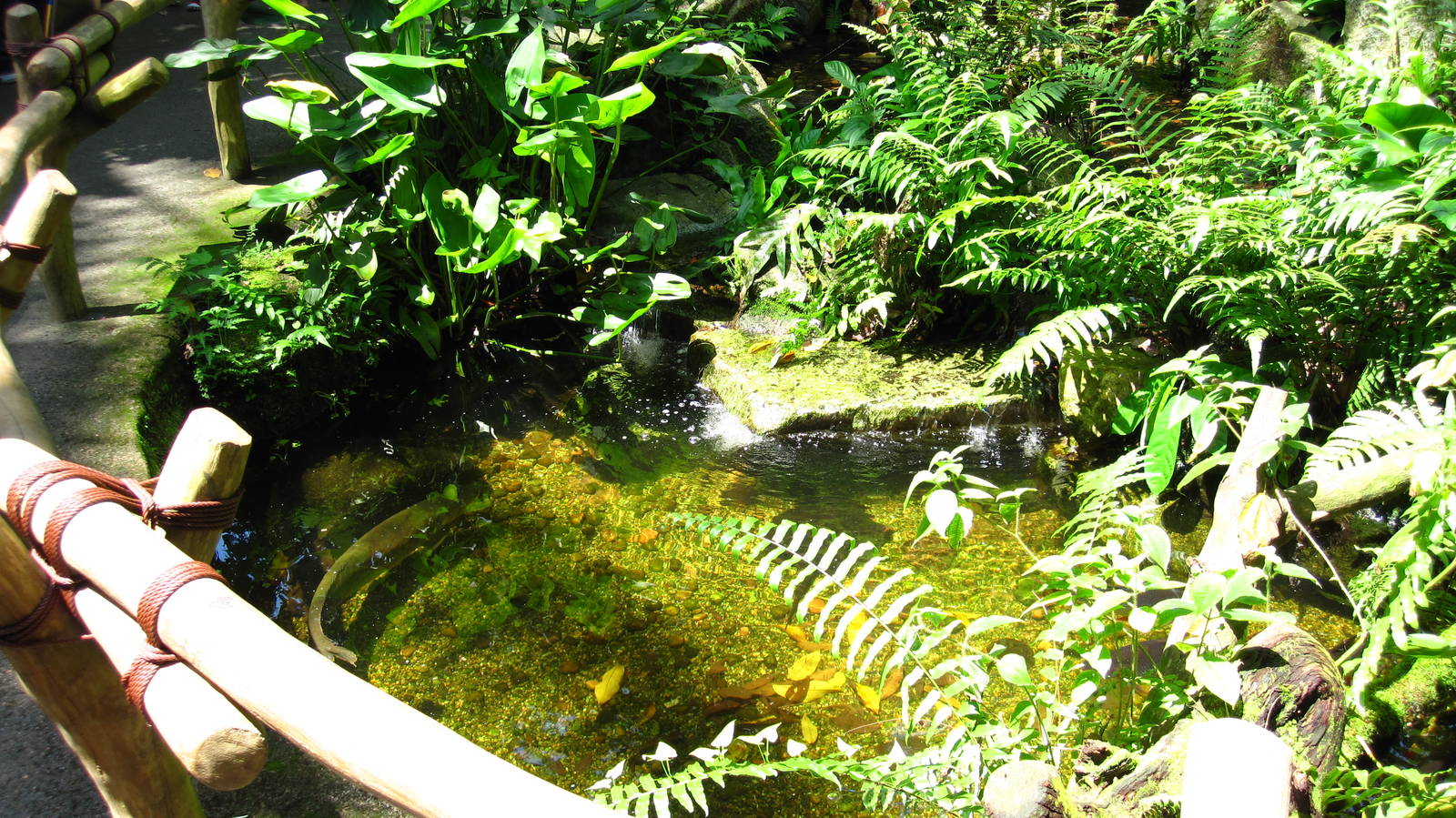 Rainforest Courtyard