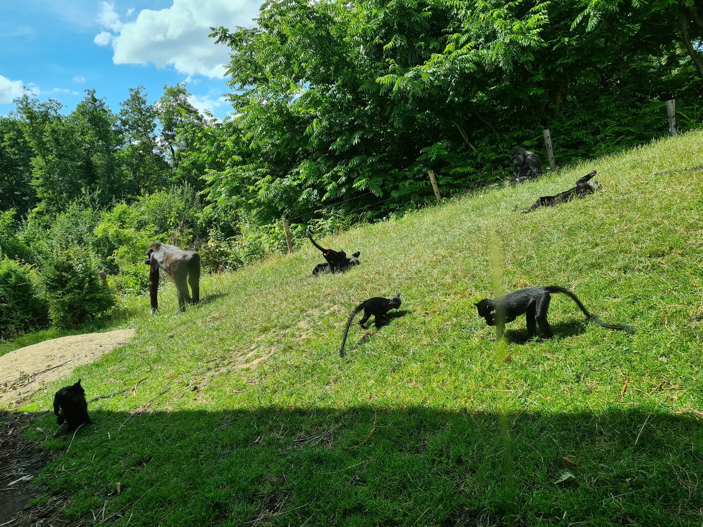 Rainforest - Crested mangabey and Western lowland gorilla