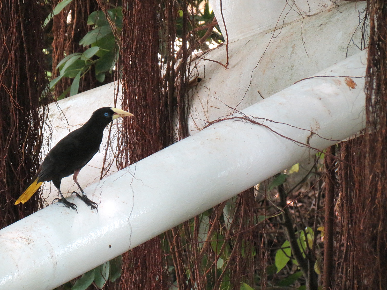 Rainforest - Crested Oropendola (Free Roaming)