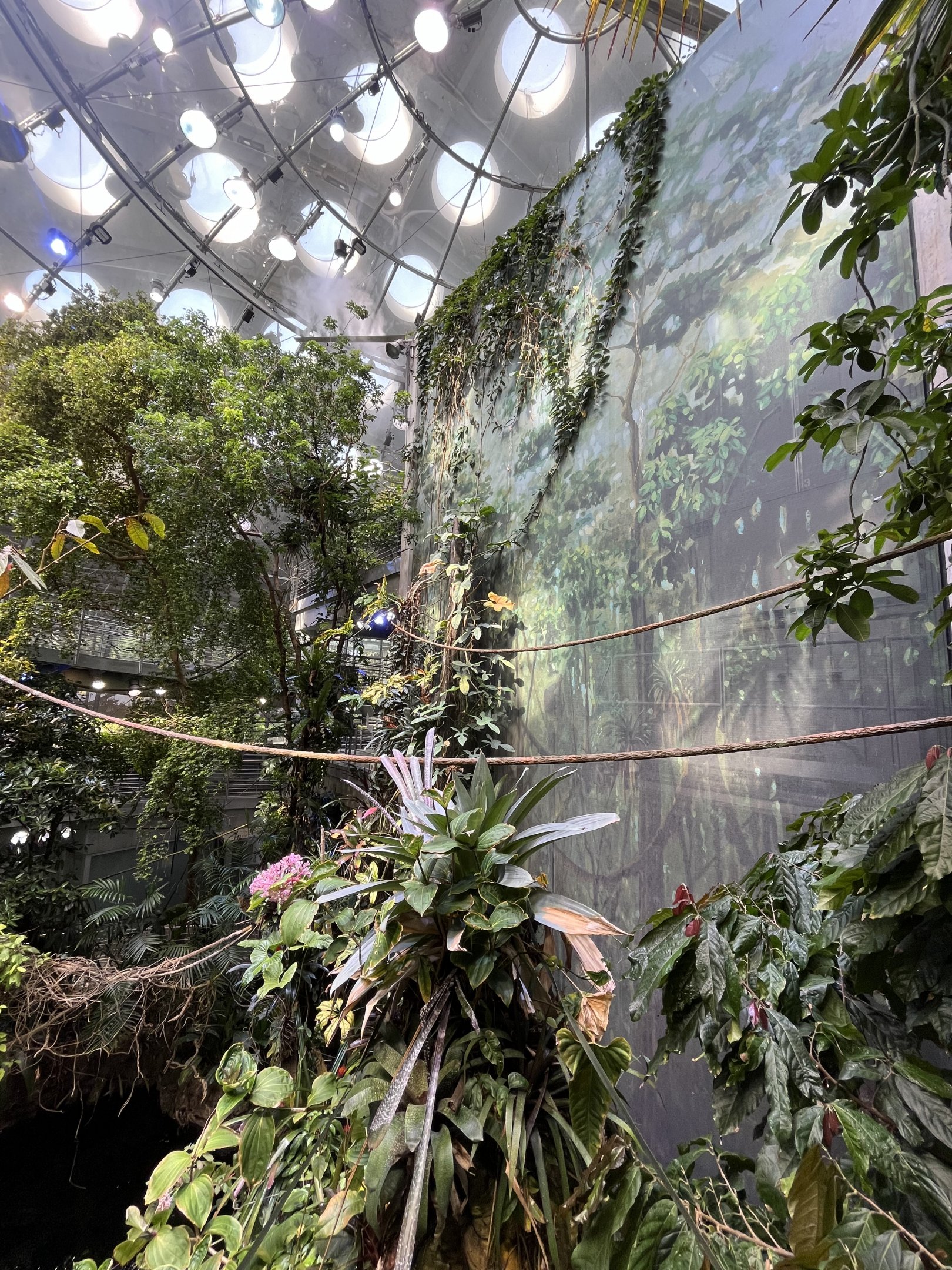 Rainforest Dome
