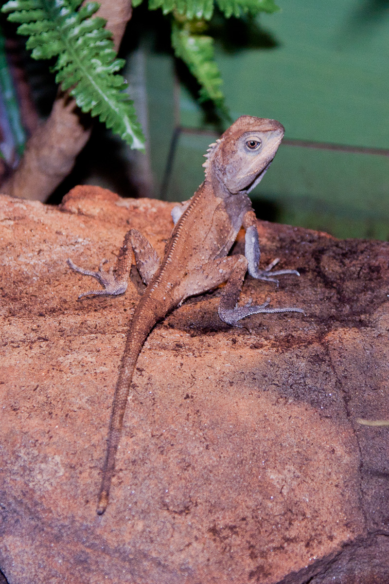 Rainforest Dragon, September 2011