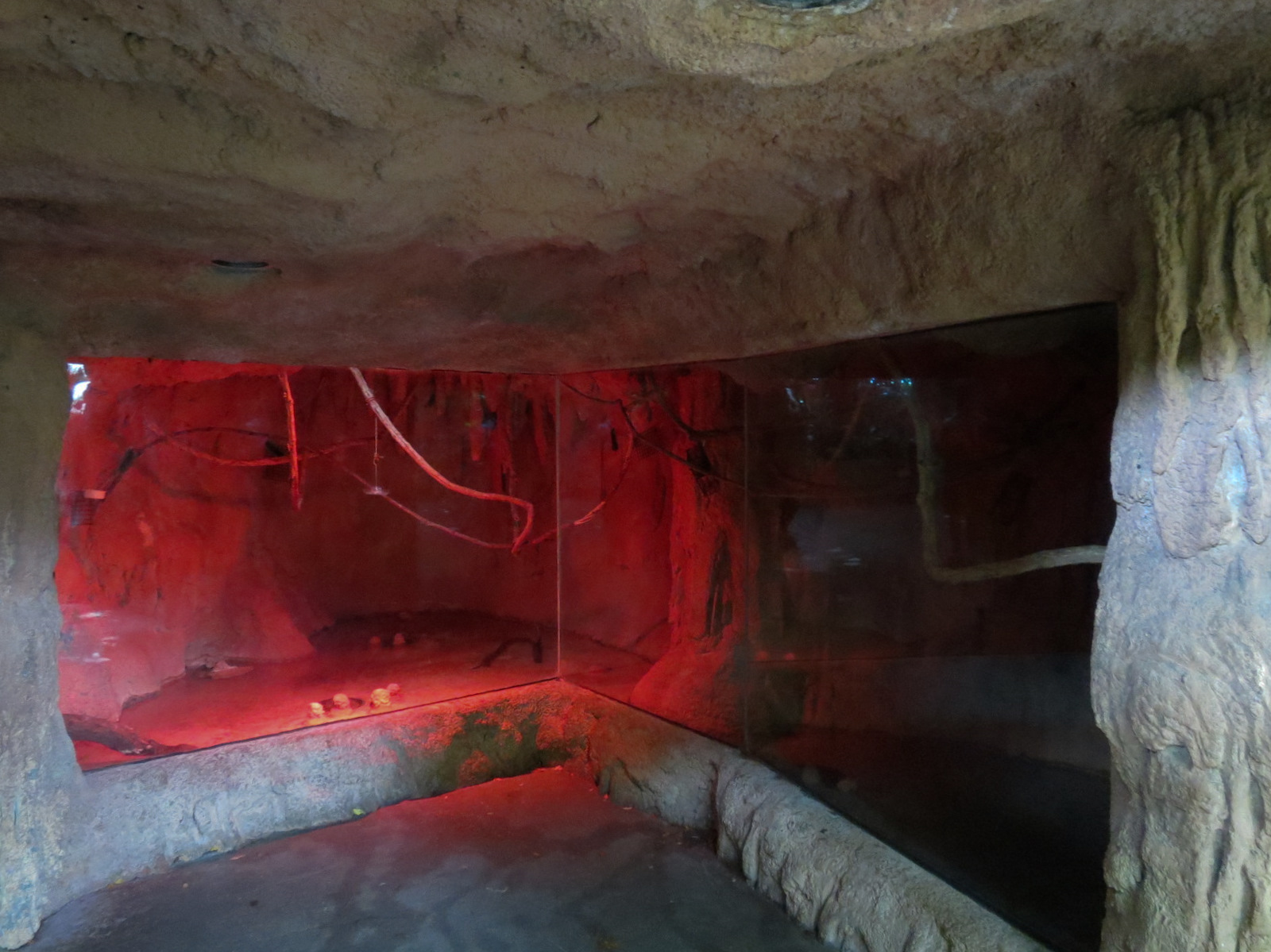 Rainforest - Egyptian Fruit Bat Exhibit