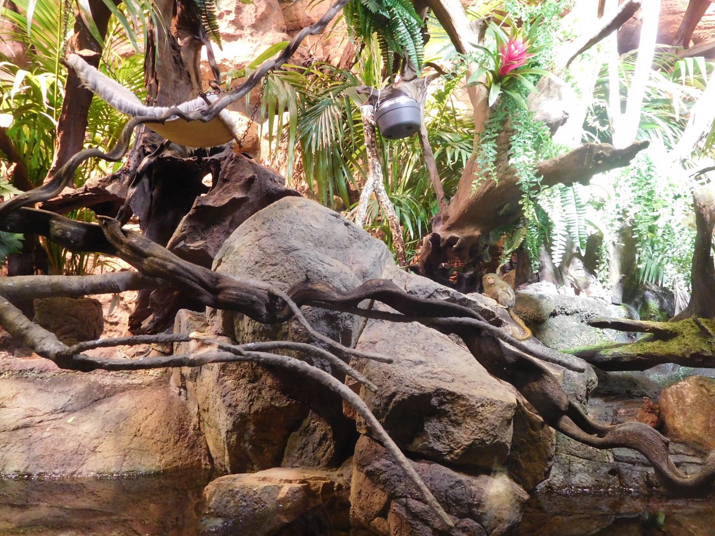 Rainforest enclosure