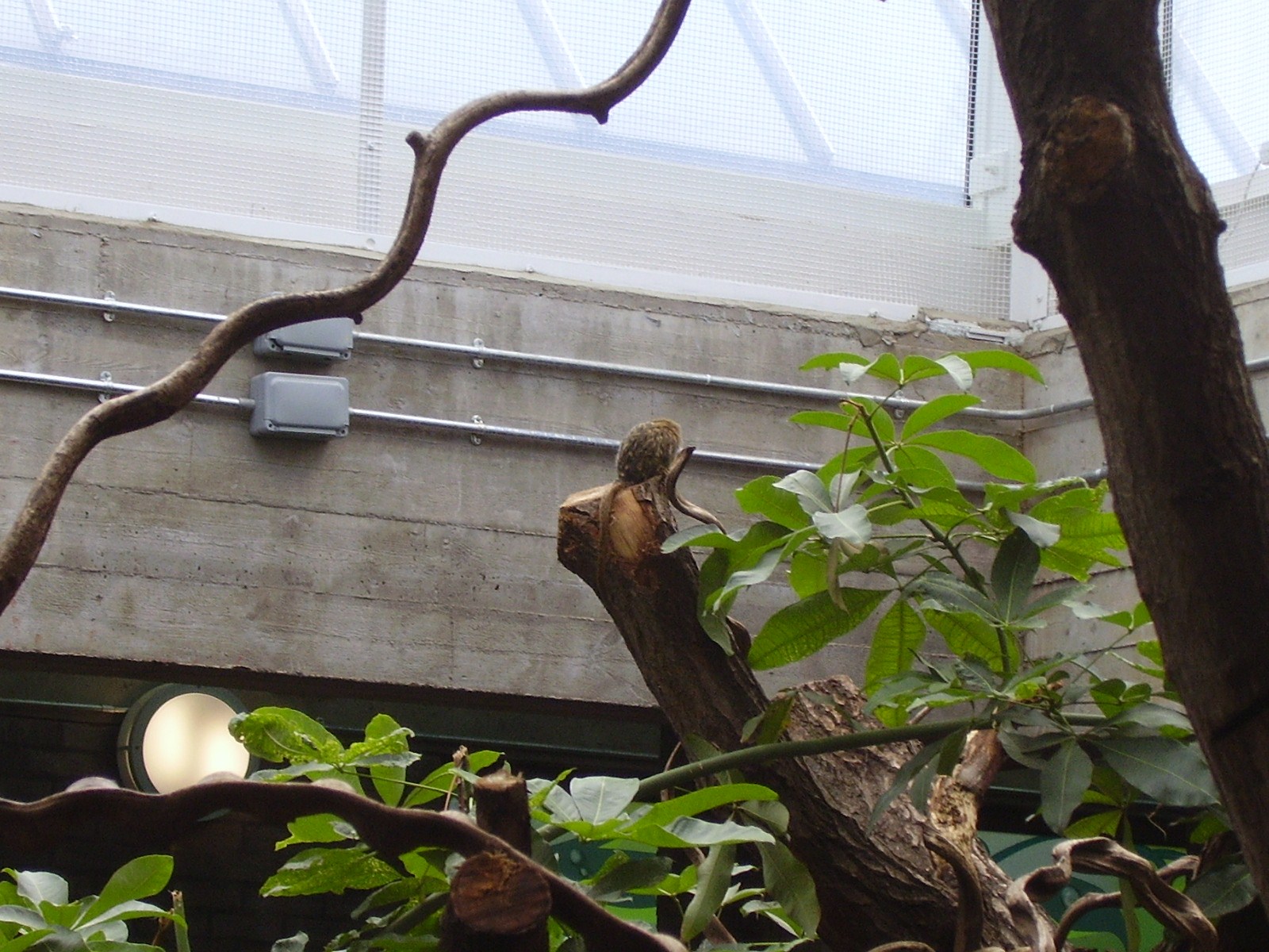 Rainforest exhibit - 2007