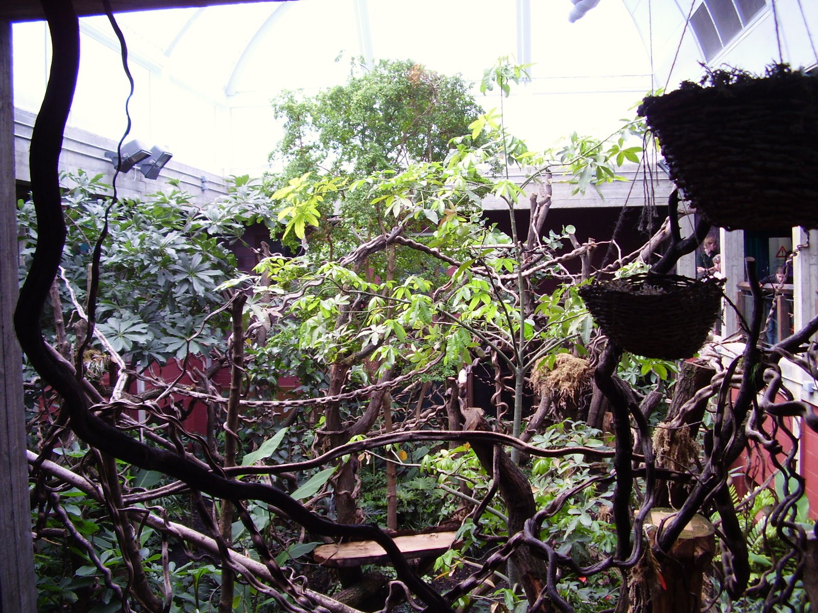 Rainforest exhibit - 2007
