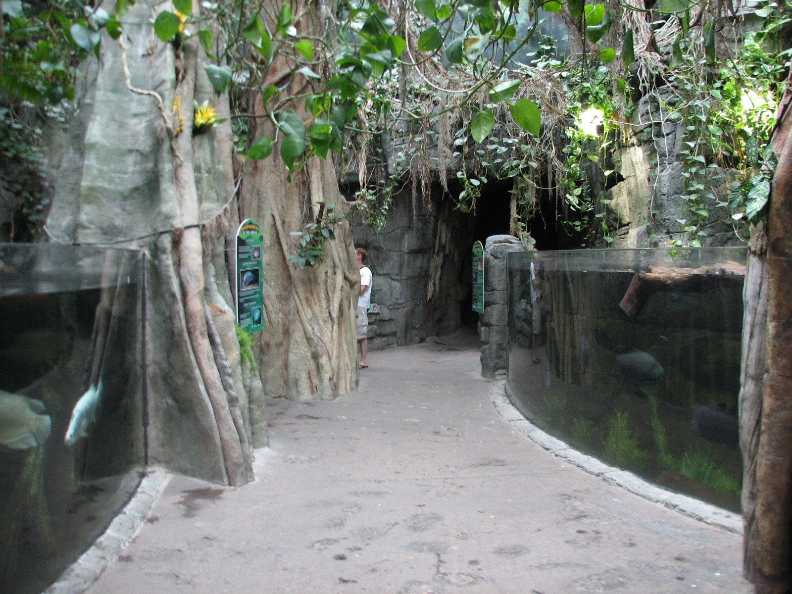 Rainforest - Exhibit Path