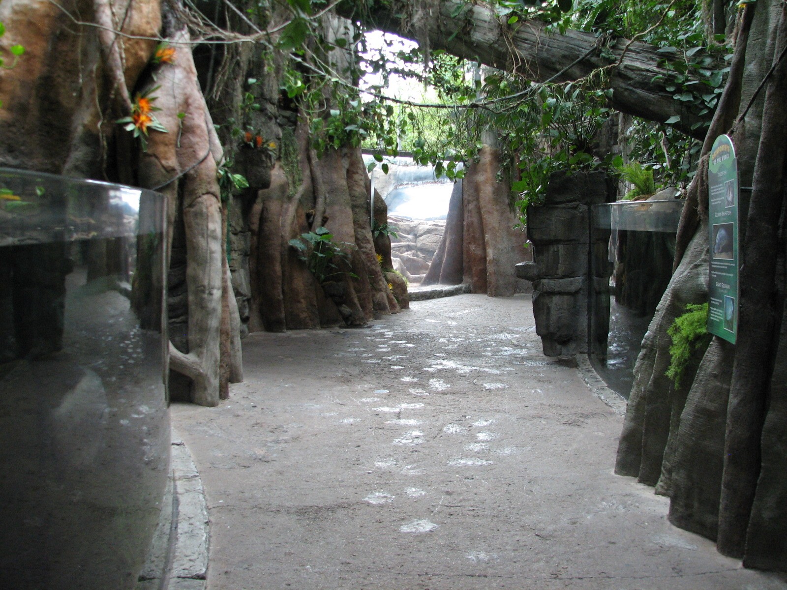 Rainforest - Exhibit Path