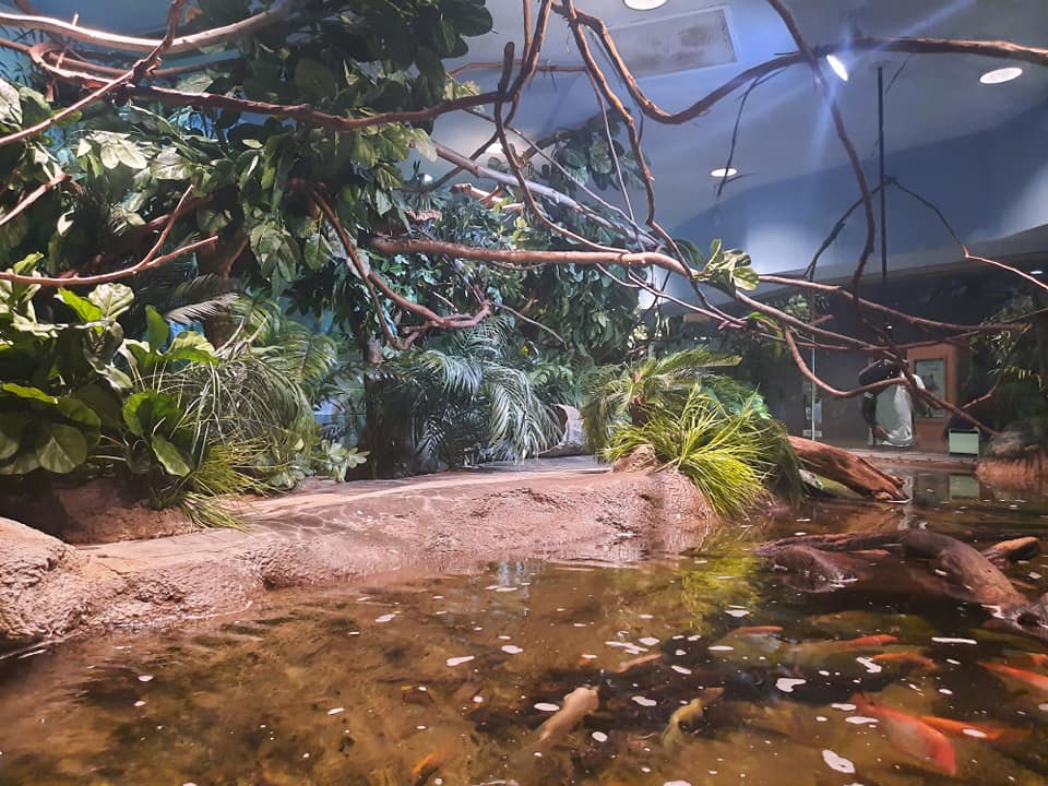 Rainforest Exhibit
