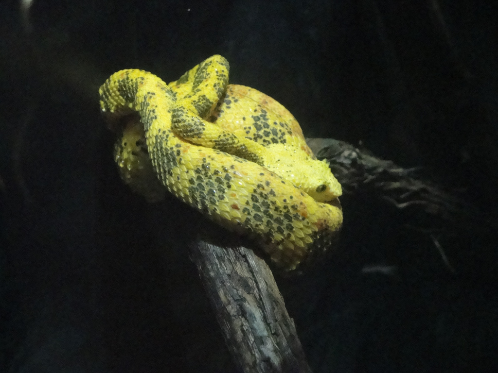 Rainforest - Eyelash Viper
