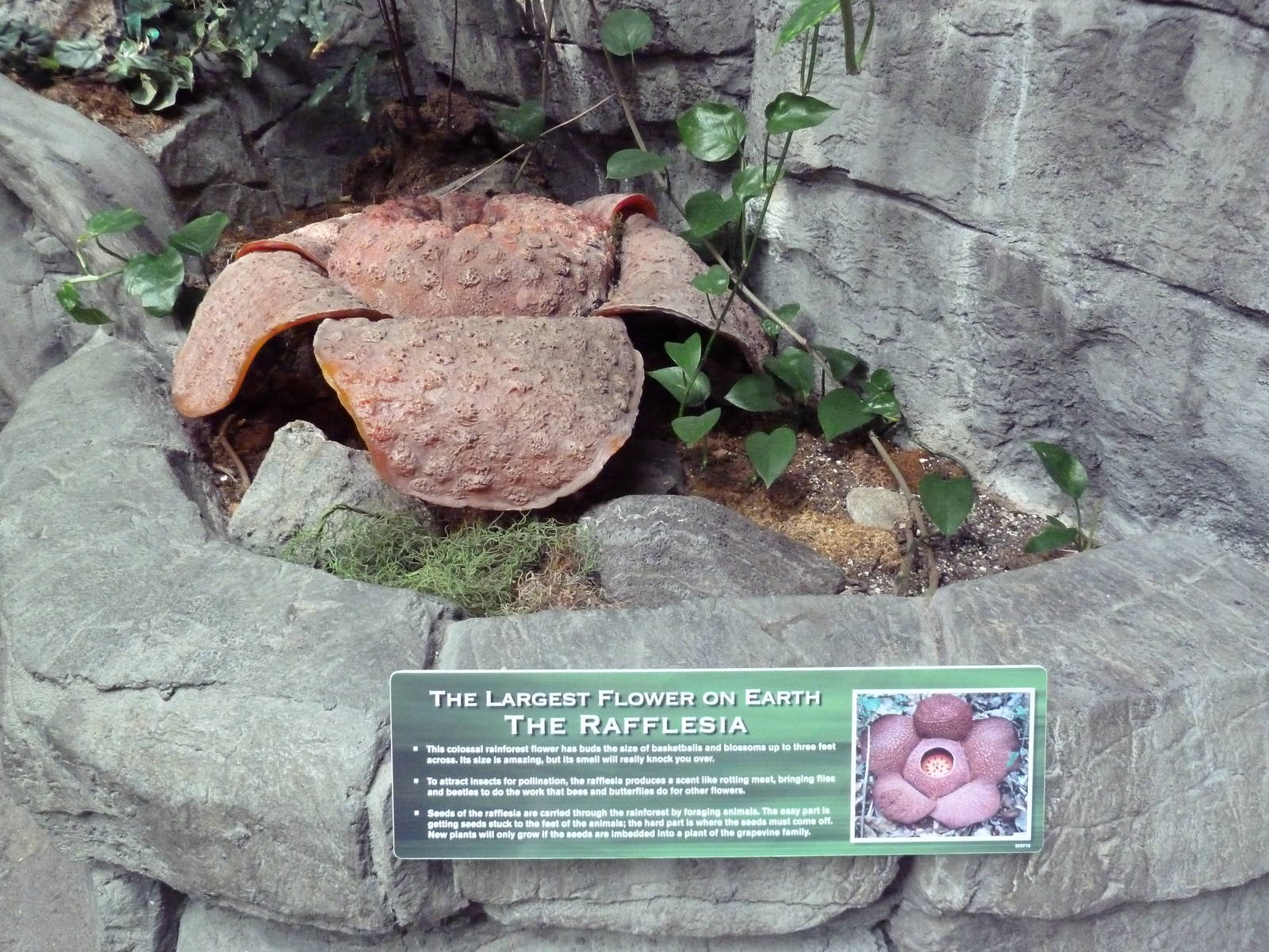 Rainforest - Fake Rafflesia Plant