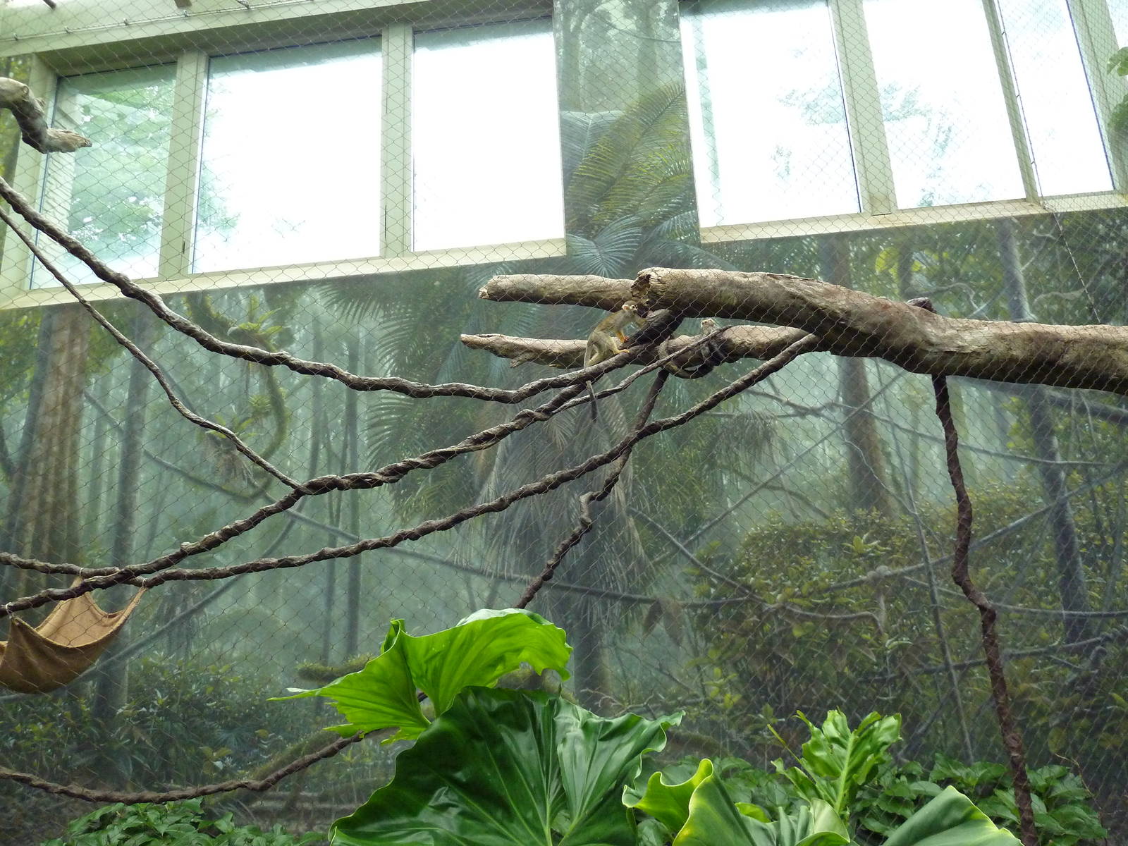 Rainforest Falls - Black Howler Monkey/Squirrel Monkey Exhibit