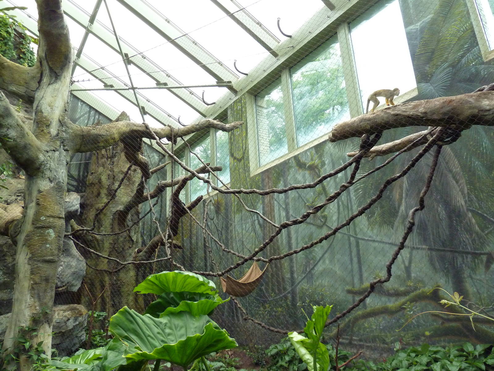 Rainforest Falls - Black Howler Monkey/Squirrel Monkey Exhibit