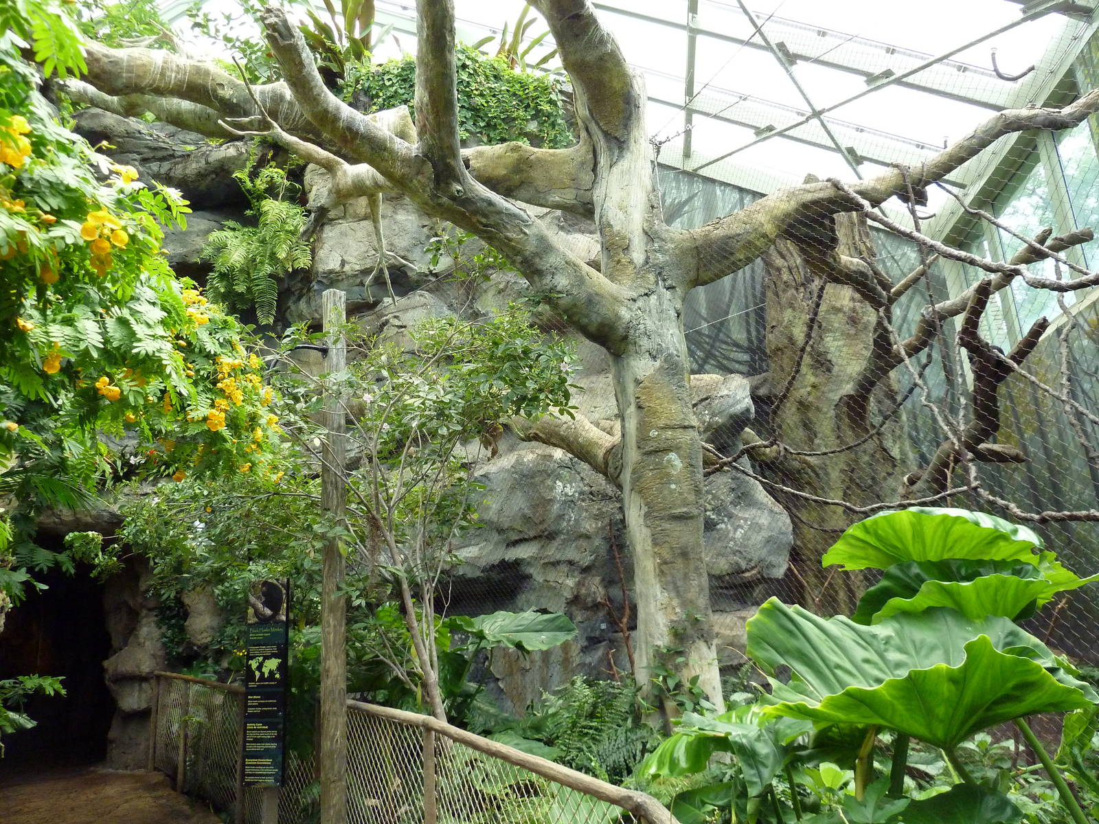 Rainforest Falls - Black Howler Monkey/Squirrel Monkey Exhibit