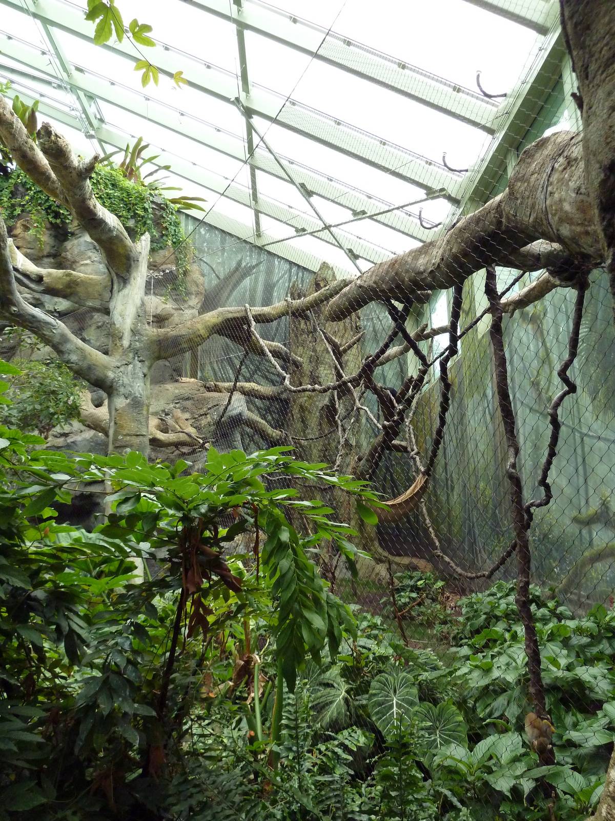 Rainforest Falls - Black Howler Monkey/Squirrel Monkey Exhibit