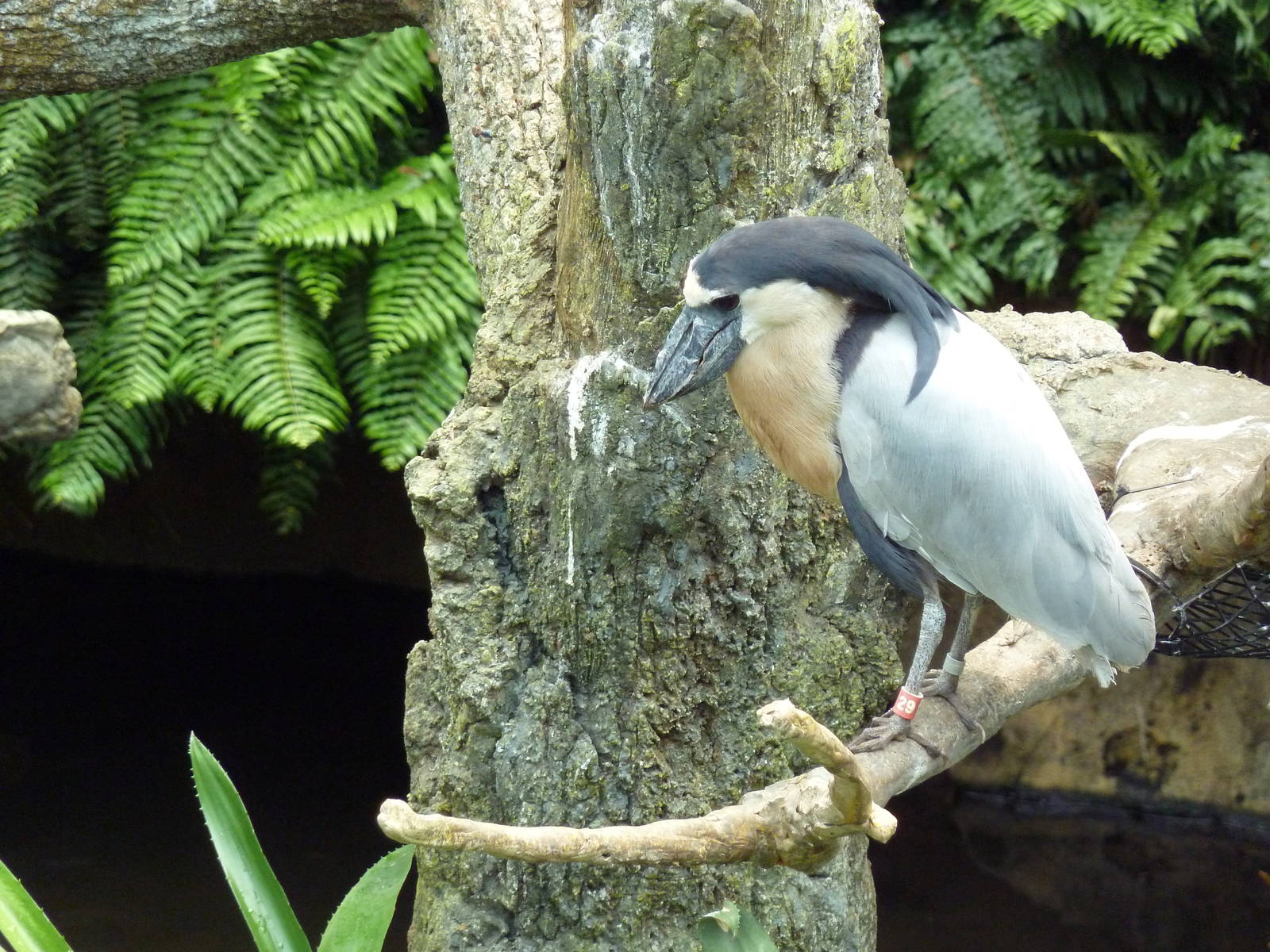 Rainforest Falls - Boat-Billed Heron