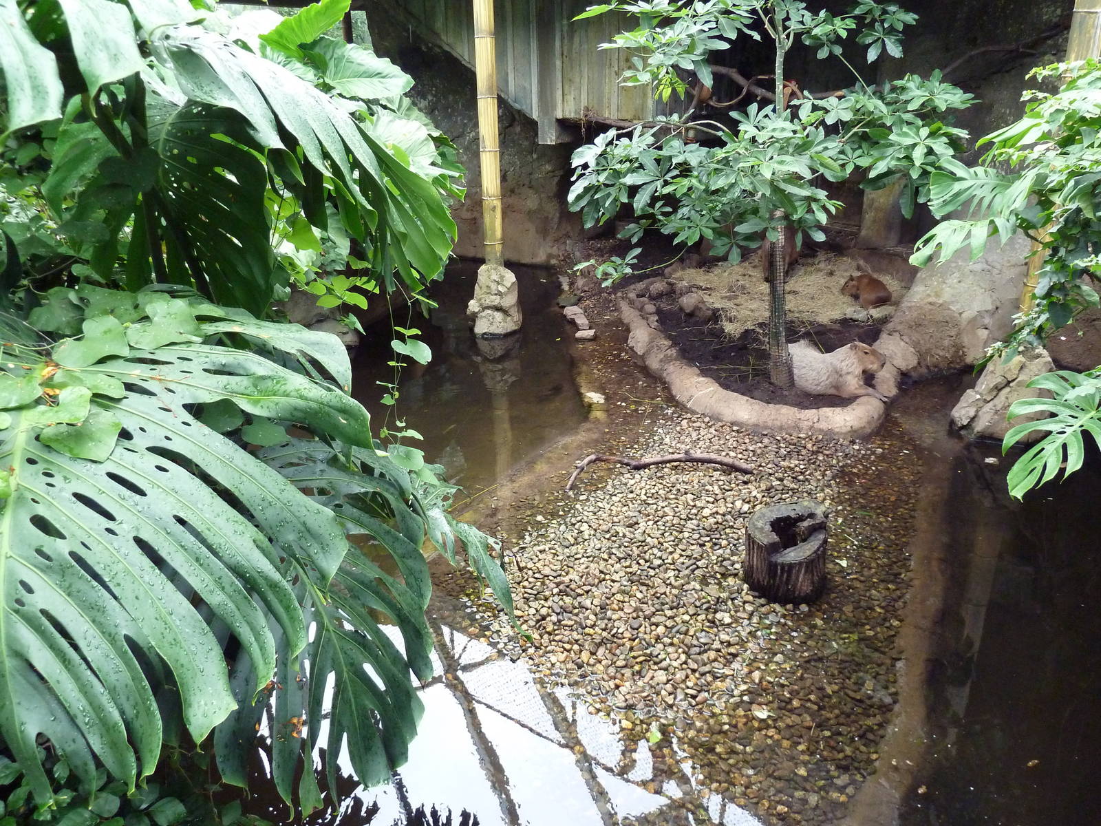 Rainforest Falls - Capybara Exhibit