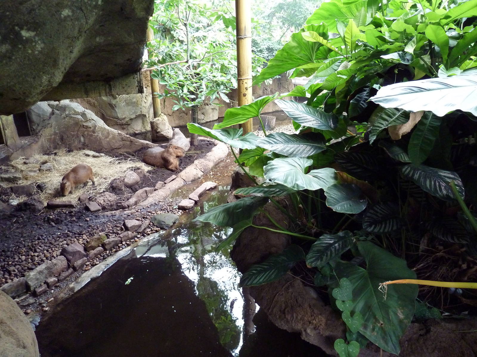 Rainforest Falls - Capybara Exhibit