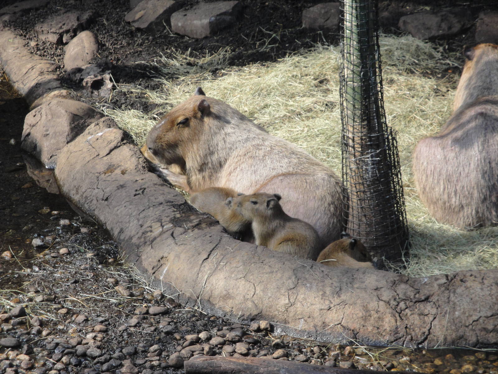 Rainforest Falls - Capybara