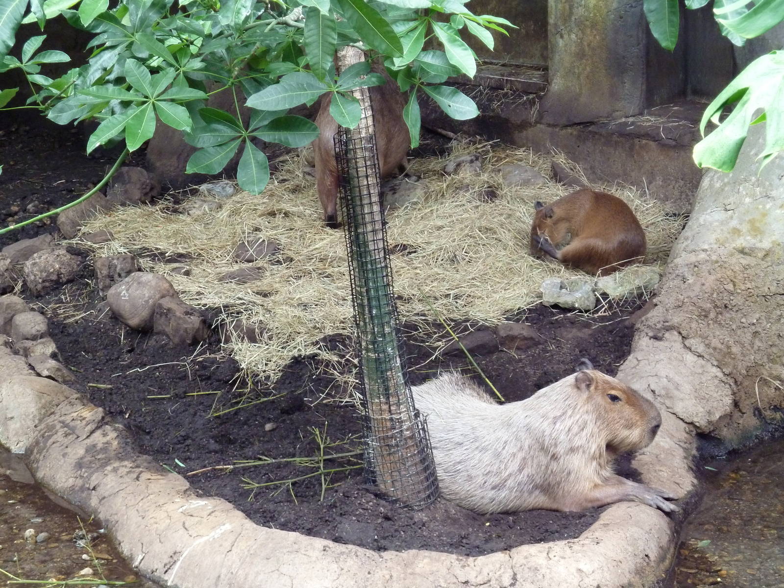Rainforest Falls - Capybaras