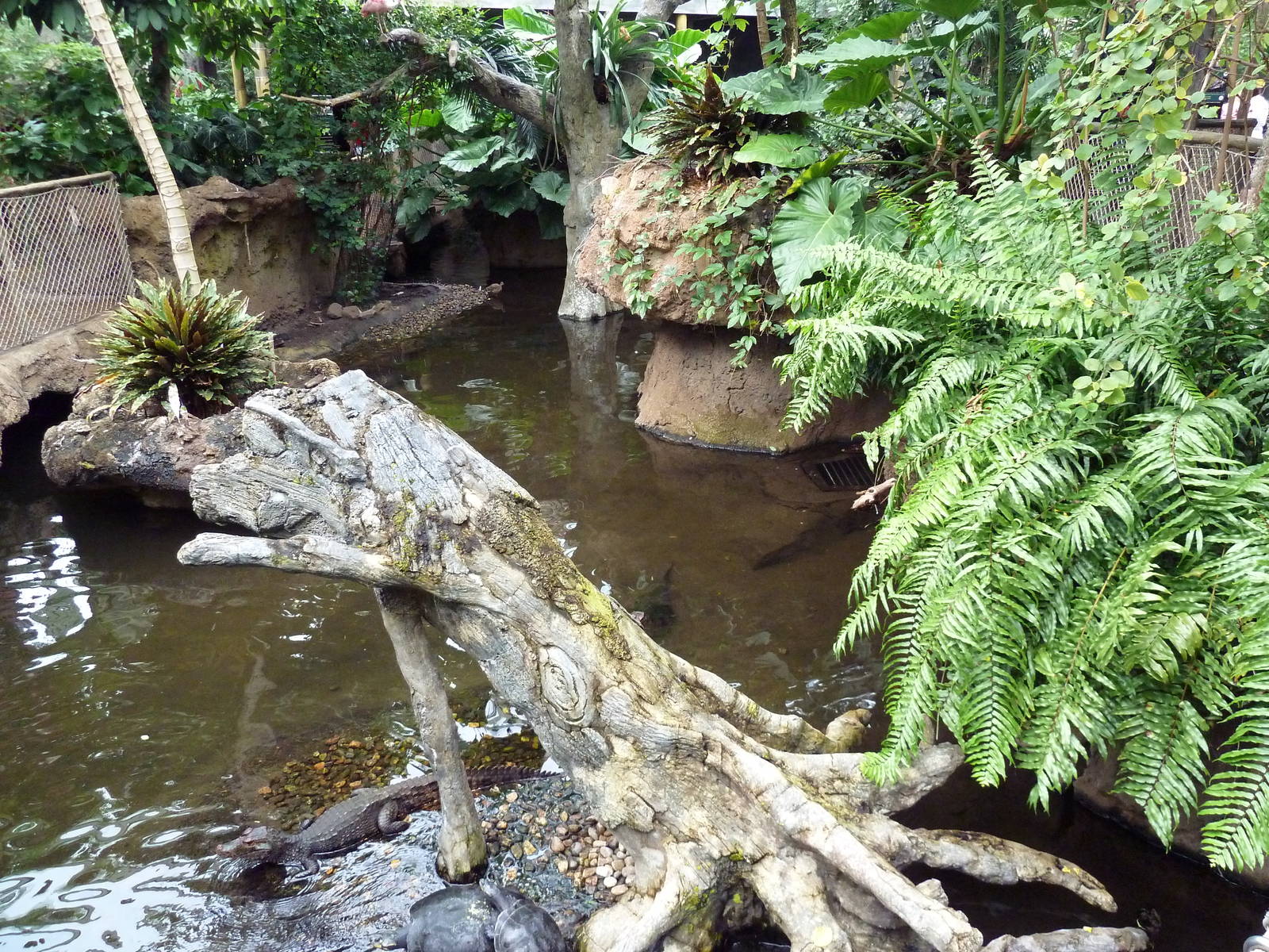 Rainforest Falls - Cuvier's Dwarf Caiman/River Turtle Exhibit