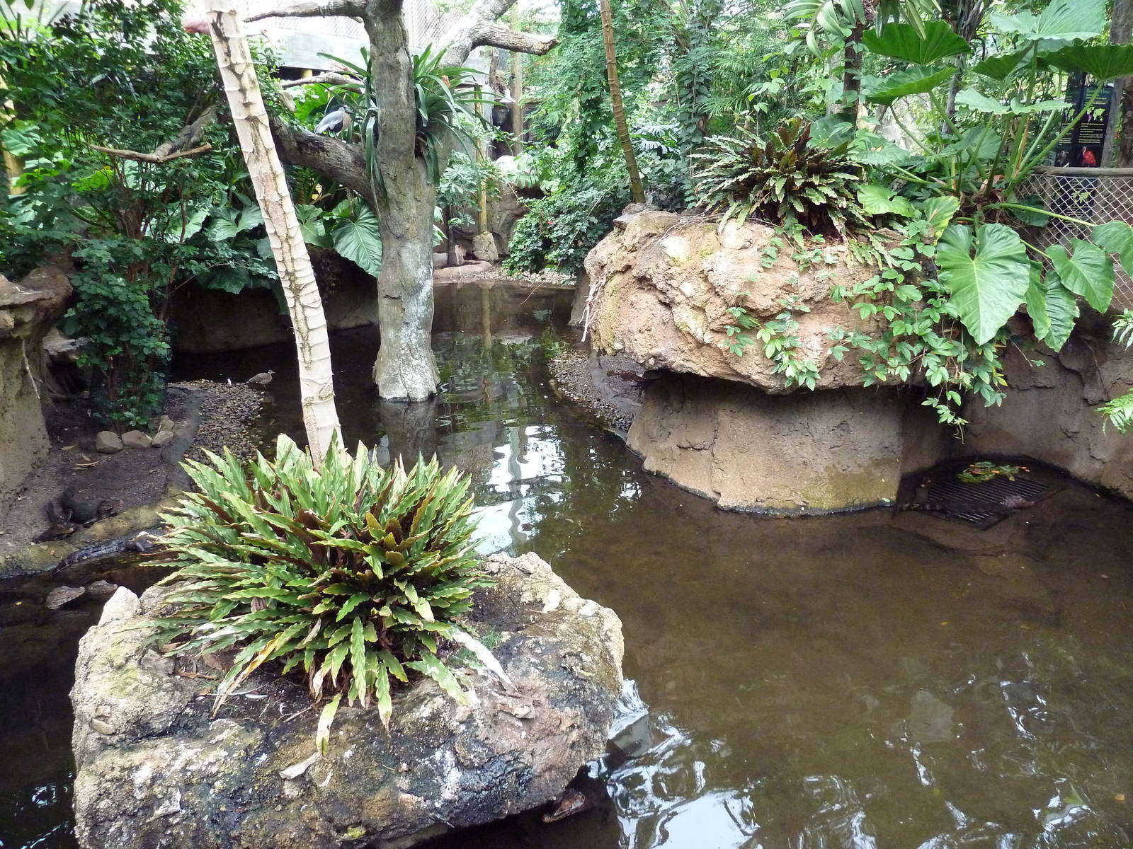 Rainforest Falls - Cuvier's Dwarf Caiman/River Turtle Exhibit