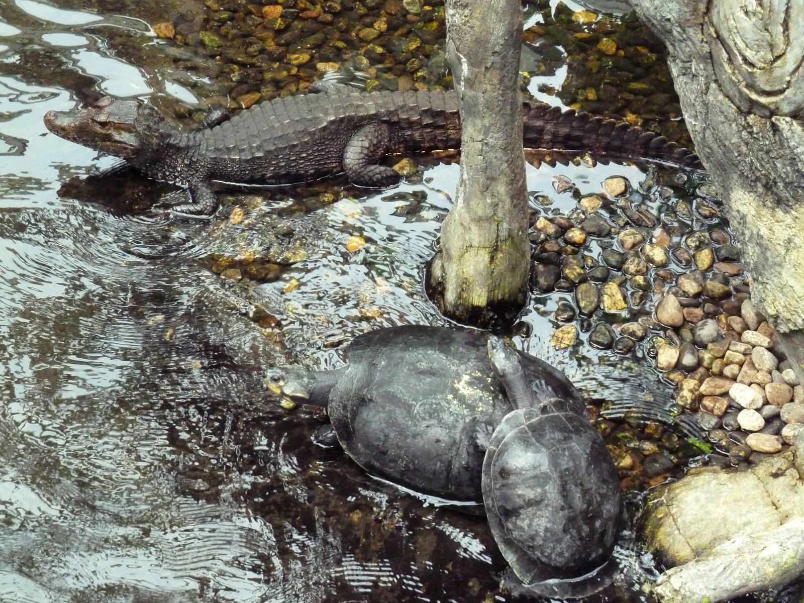 Rainforest Falls - Cuvier's Dwarf Caiman + River Turtles