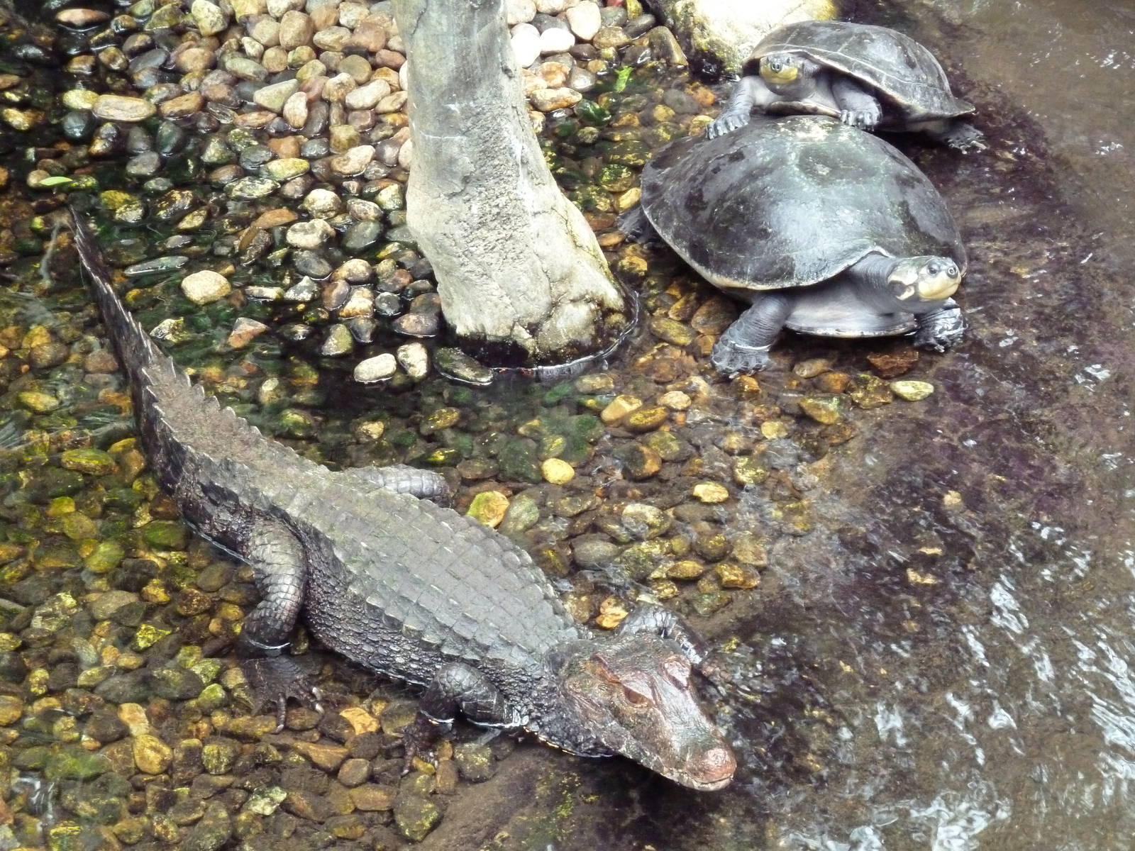 Rainforest Falls - Cuvier's Dwarf Caiman + River Turtles
