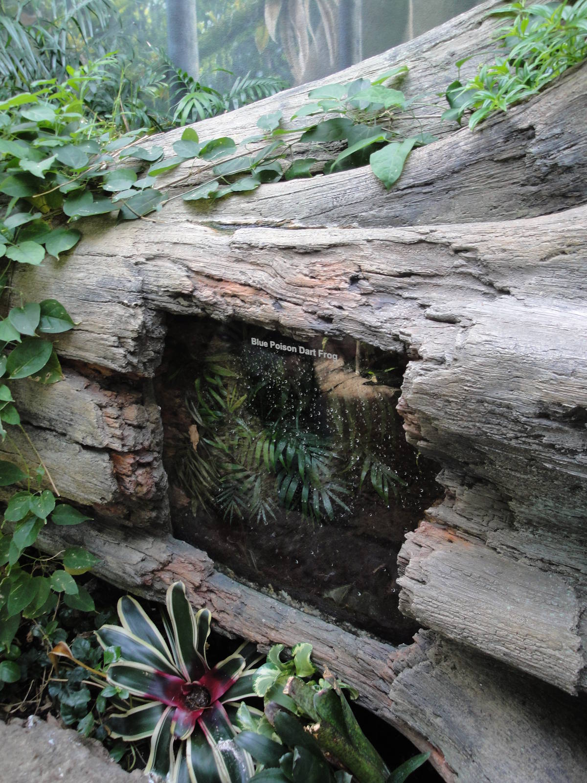 Rainforest Falls - Dart Frog exhibit