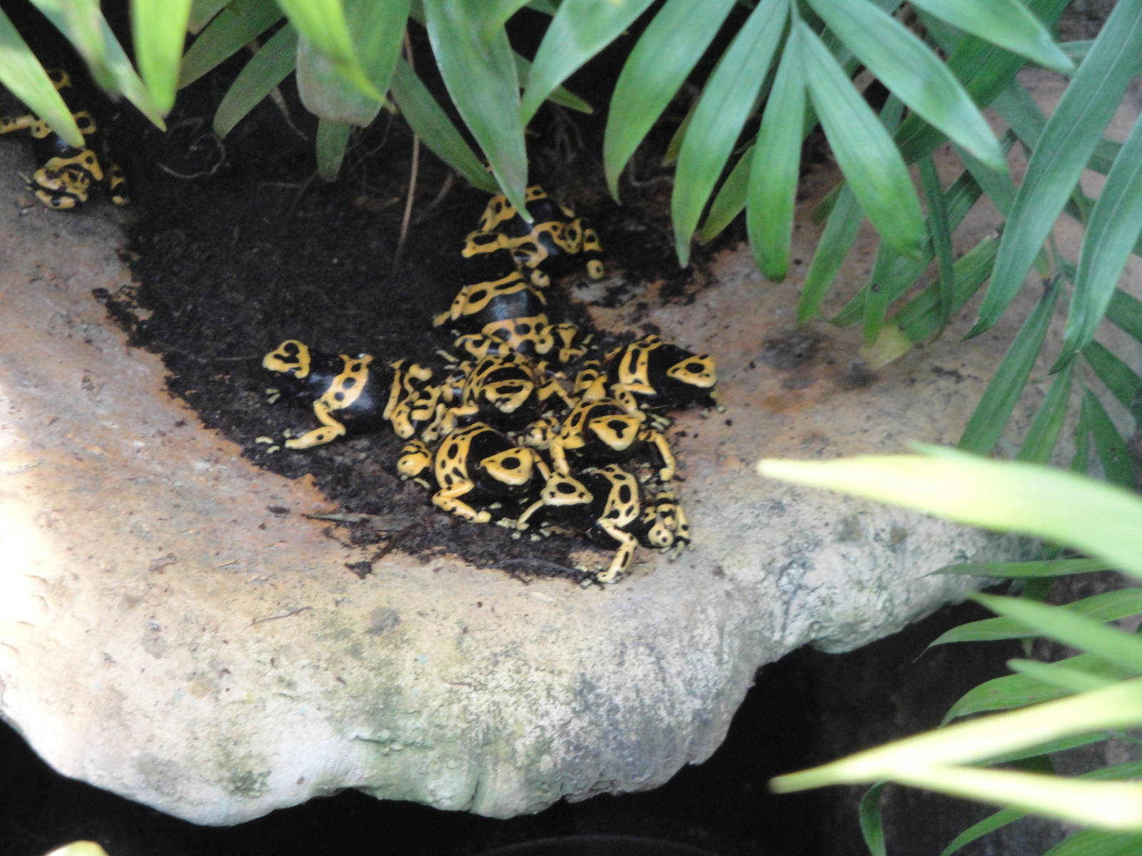 Rainforest Falls - Dendrobates leucomelas