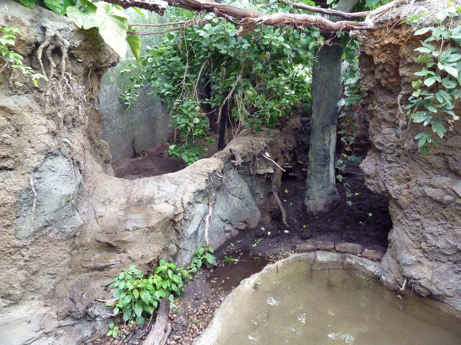 Rainforest Falls - Giant Anteater/Capybara Exhibit