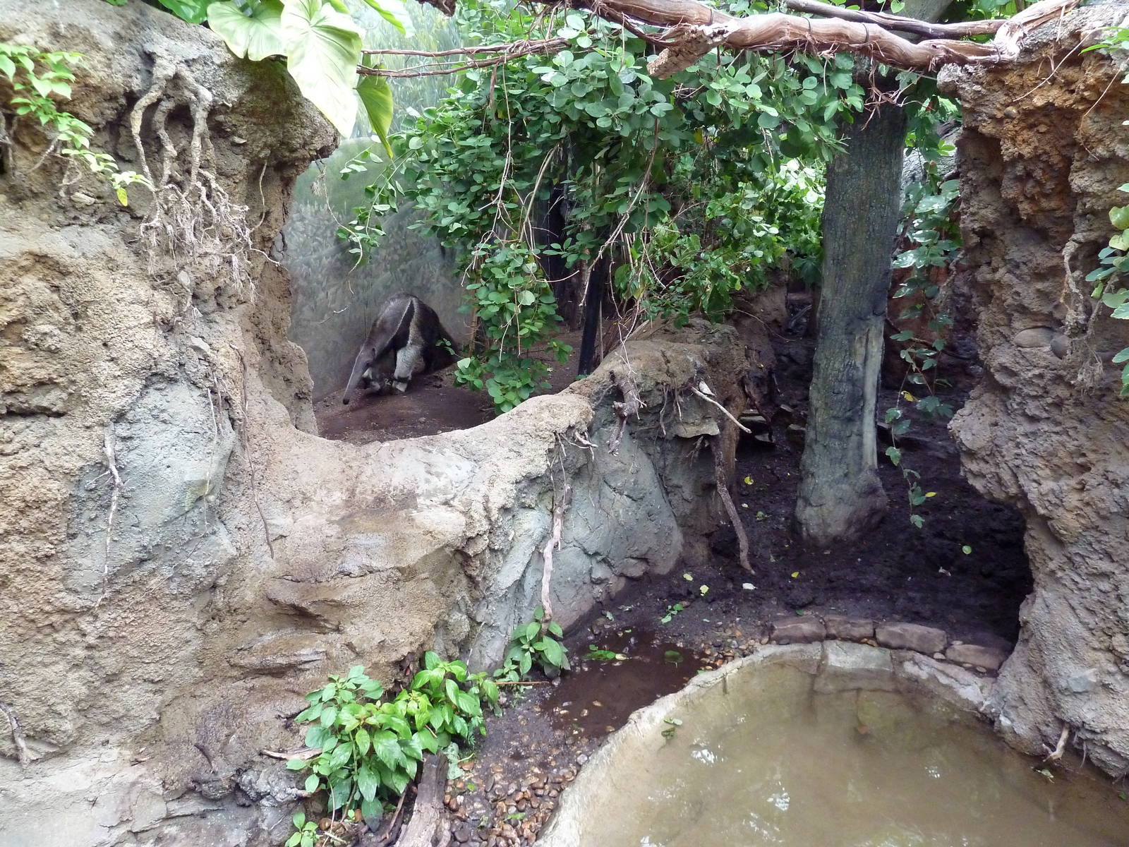 Rainforest Falls - Giant Anteater/Capybara Exhibit