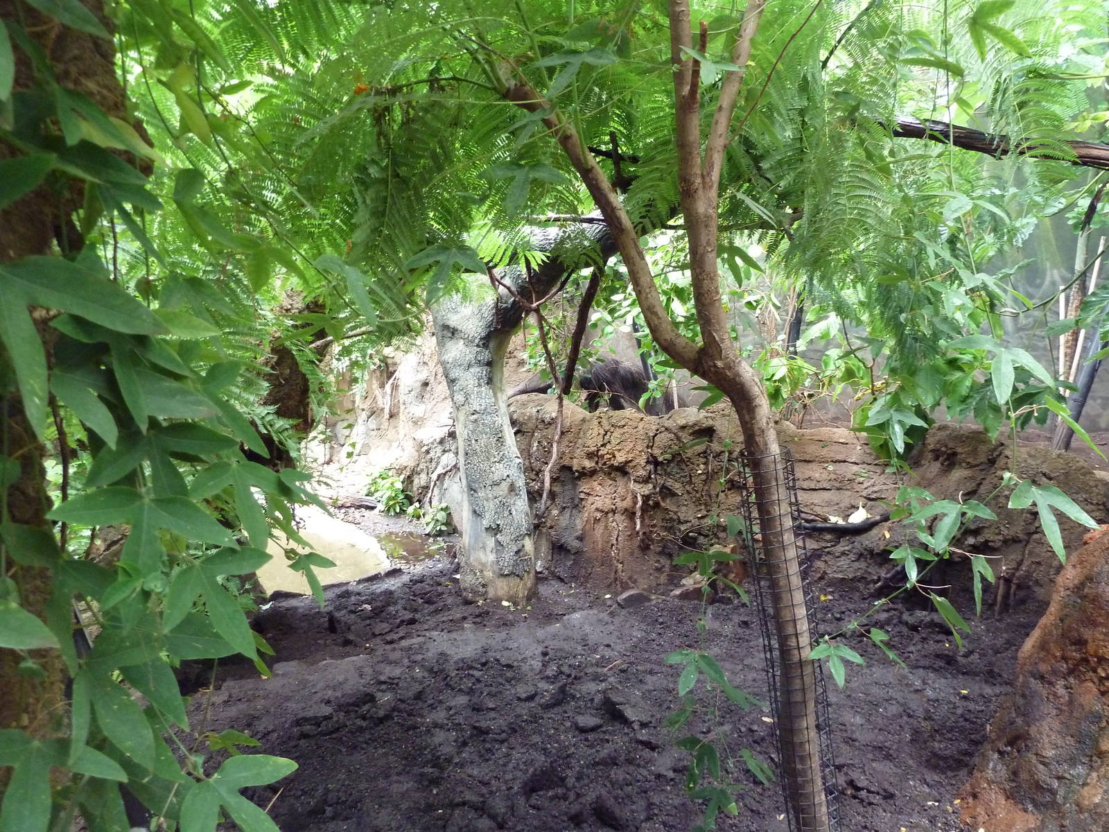 Rainforest Falls - Giant Anteater/Capybara Exhibit