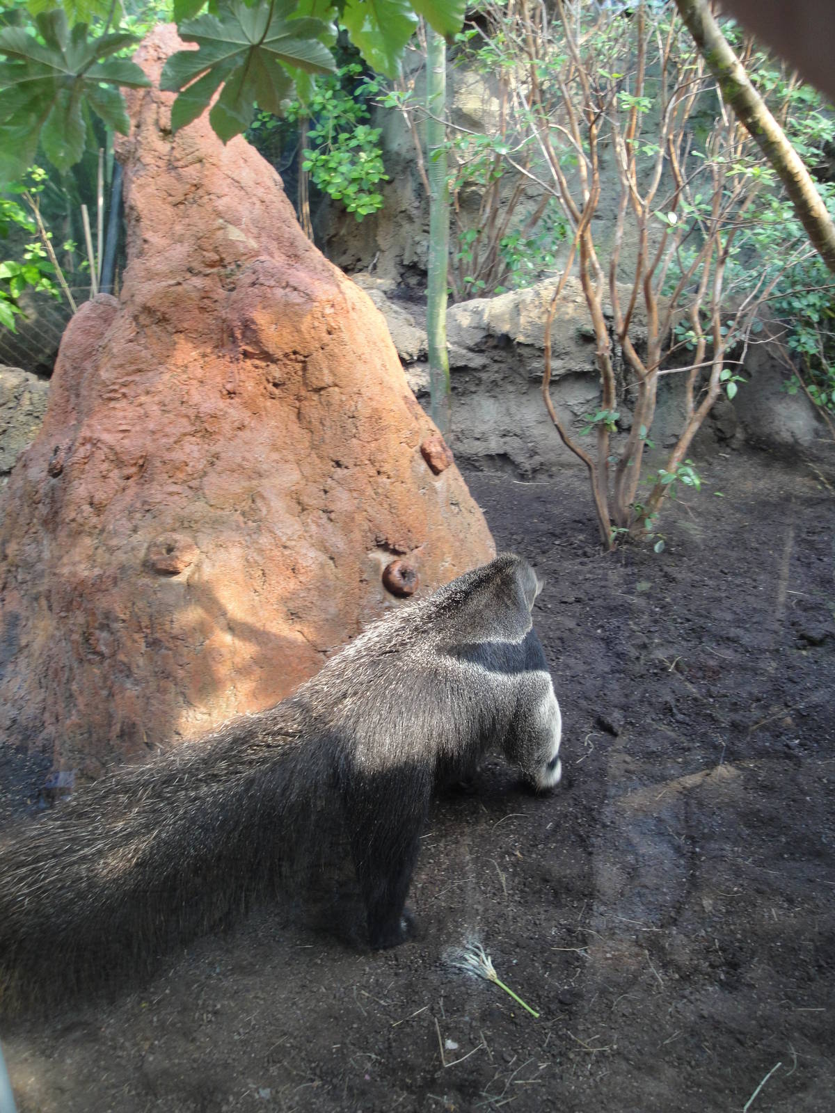 Rainforest Falls - Giant Anteater
