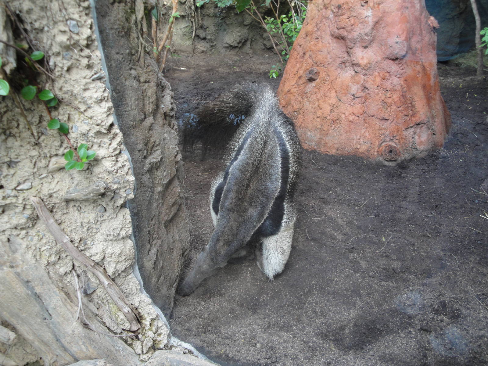 Rainforest Falls - Giant Anteater